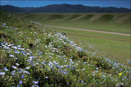 Nemophila menziesii