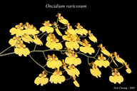Oncidium variacosum