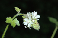 Photo of Sidalcea malachroides