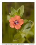 Lysimachia arvensis