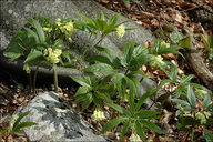 Cardamine enneaphyllos