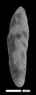 Coryphostoma paleocenica