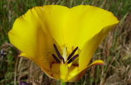 Slender Mariposa Lily
