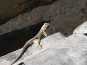 Sceloporus occidentalis