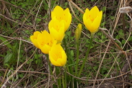 Winter Daffodil