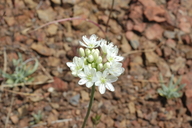 Allium tuolumnense