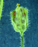 Oxalis micrantha