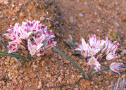 Allium bigelovii