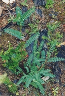 Astragalus agnicidus
