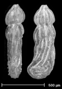 Marginulinopsis praetschoppi