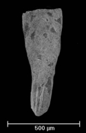 Plectofrondicularia concepcionensis