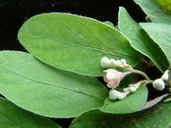 Cotoneaster miniatus