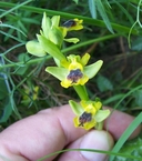 Ophrys lutea ssp. minor