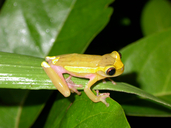 Dendropsophus bifurcus