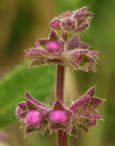 Stachys bullata