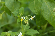 Solanum douglasii