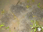 Rana sphenocephala utricularia