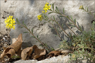 Alyssum montanum ssp. montanum