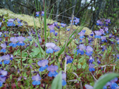 Small Flowered Blue-eyed Mary