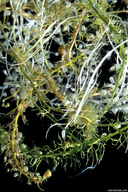 Photo of Utricularia minor