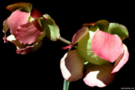 Sarracenia rosea