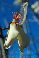 Magnolia X soulangeana