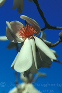 Magnolia X soulangeana