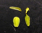 Leptosyne californica