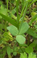 Linaria triphylla