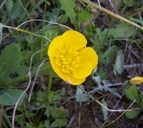 Ranunculus flabellatus