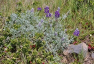 Silverleaf Lupine