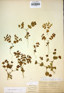 Oxytheca perfoliata