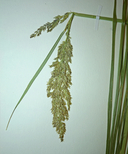 Calamagrostis stricta ssp. inexpansa
