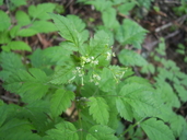 Mountain Sweet-cicely
