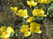 Dendromecon rigida