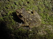 Eleutherodactylus cuneatus