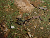 Eleutherodactylus etheridgei