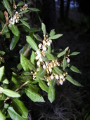 Lyonia ferruginea