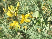 Cleomella arborea