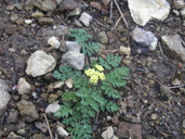 Few-flowered Lomatium