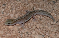 Diplodactylus pulcher