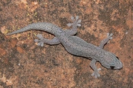 Tree Gecko