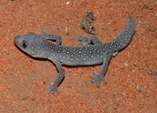 Jewelled Gecko
