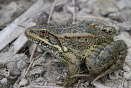 Rana draytonii