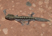 Diplodactylus ornatus