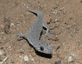 Eastern Spiny-tailed Gecko