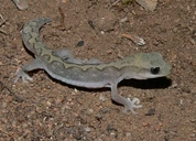 Diplodactylus vittatus