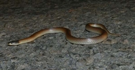Dwyer's Snake