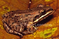 Leptodactylus fragilis