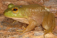 Rana catesbeiana